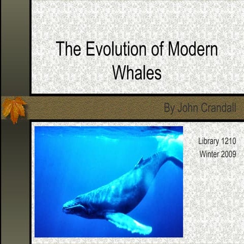 Whale Evolution