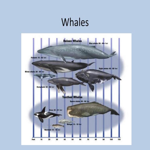 Whales
