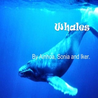 Whales