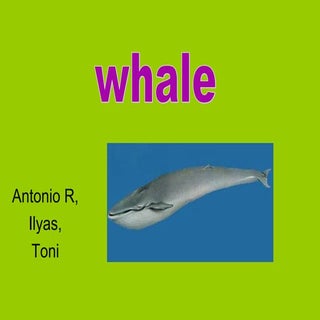  Whales  ESL primary school present...
