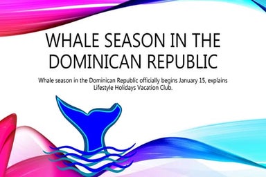 Lifestyle Holidays Vacation Club Announces Whale Season In The Dominican Repu...
