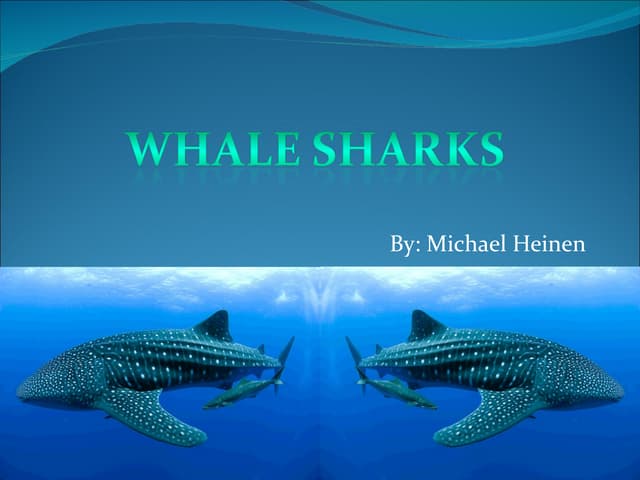 Whale Shark Ppt