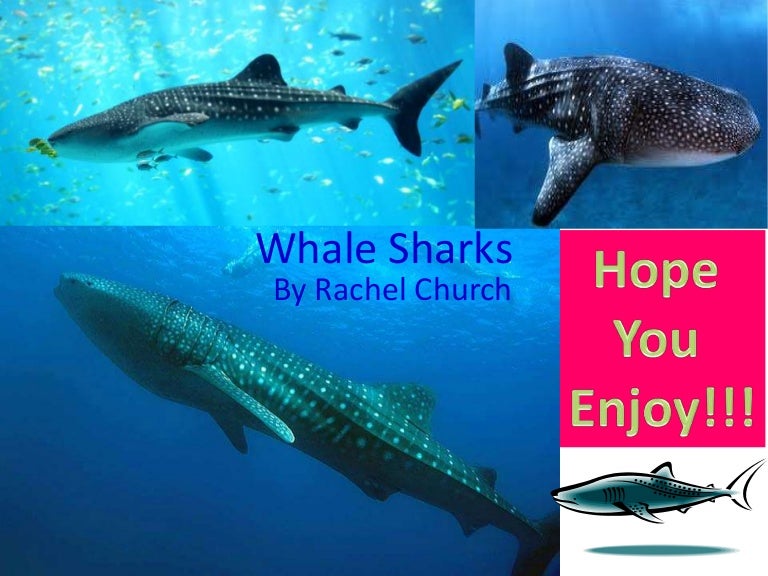Whale Sharks