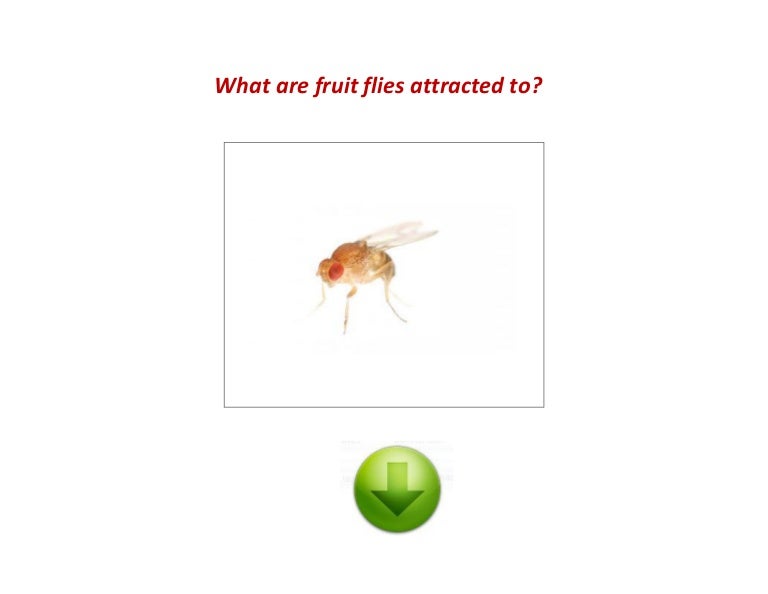 What are fruit flies attracted to