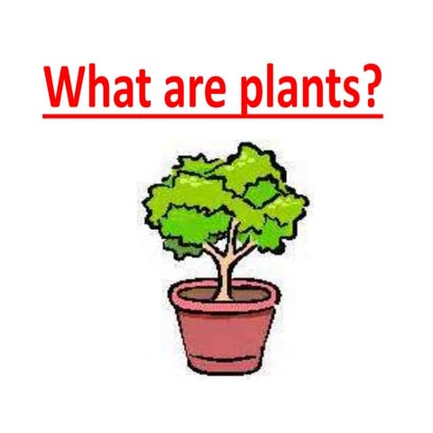 What are plants
