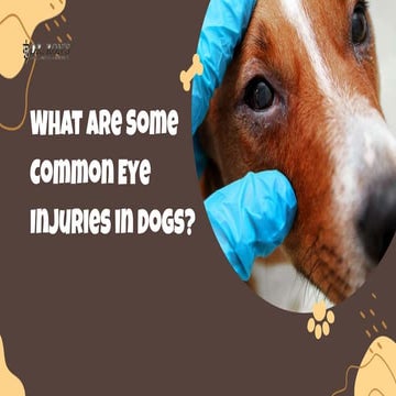 What Are Some Common Eye Injuries in Dogs | PPTX