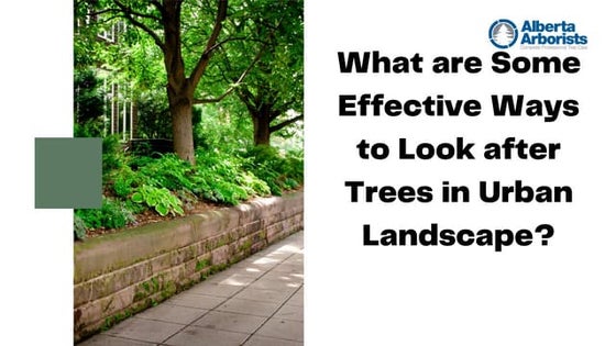 Tree Services in San Antonio by S.A. Total Tree Service | PPTX