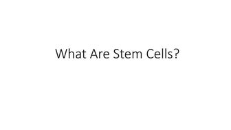 What are stem cells?