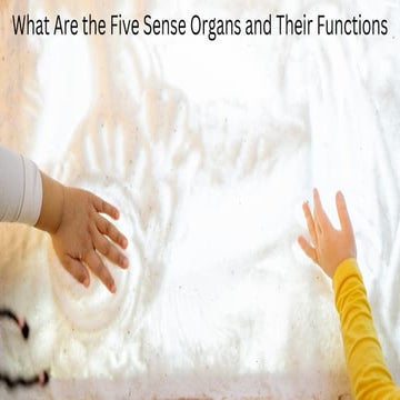 What Are the Five Sense Organs and Their Functions.pdf