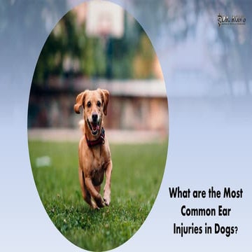 What are the Typical Causes of Benign Tumors in Dogs | PPTX