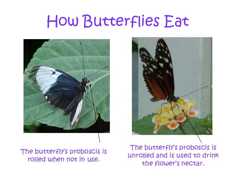 What Butterflies Eat
