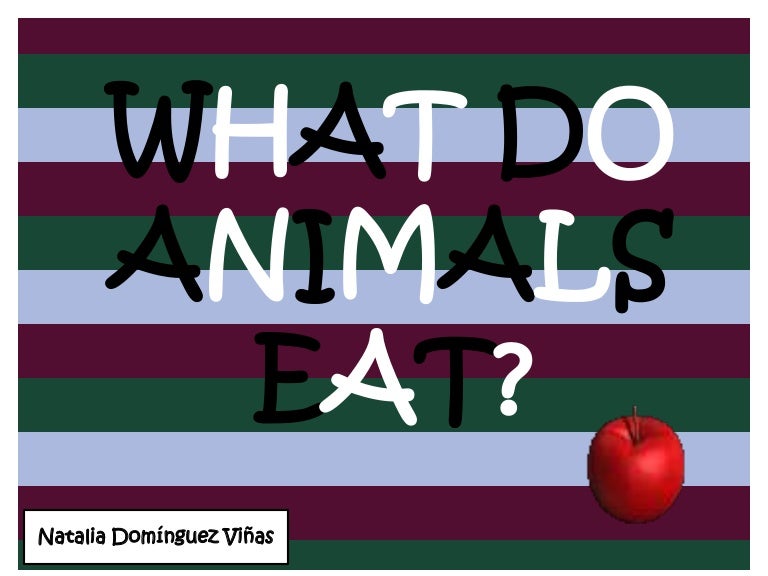 What do animals eat