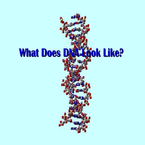 What does dna look like
