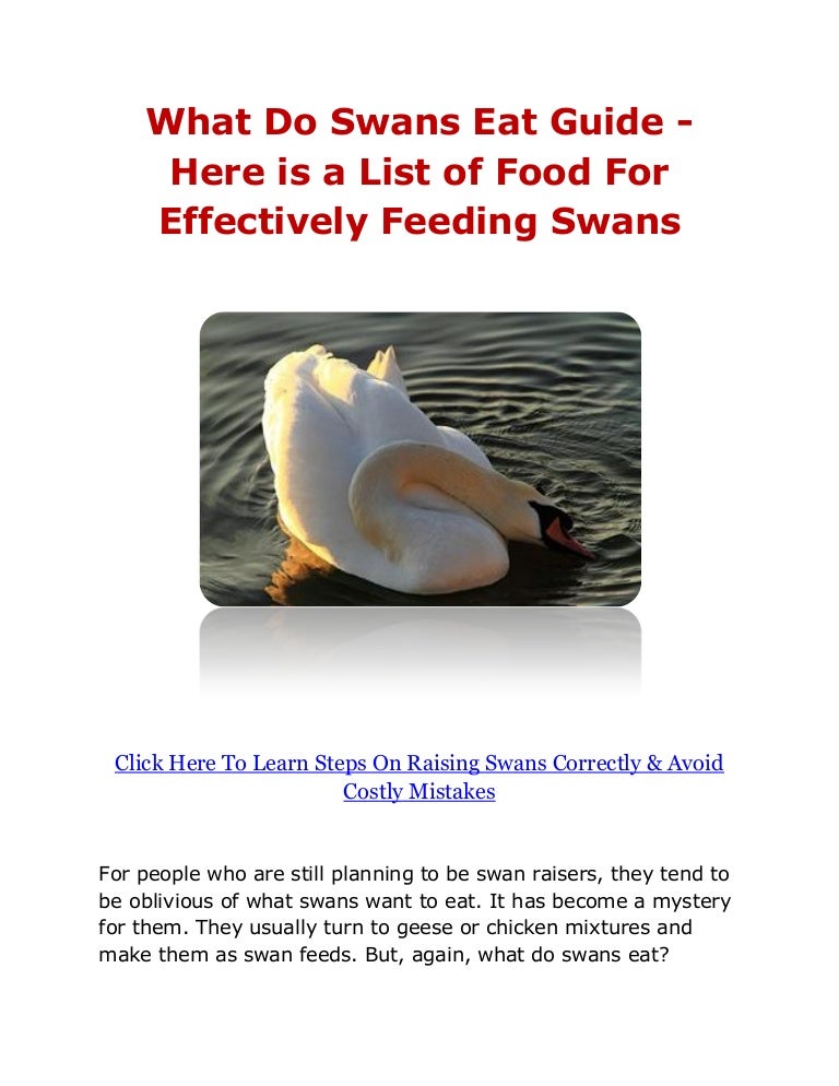 What Do Swans Eat Guide Here is a List of Food For Effectively Feed…
