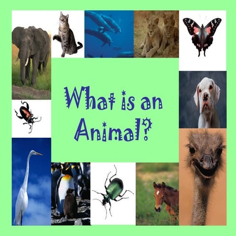 What is an animal