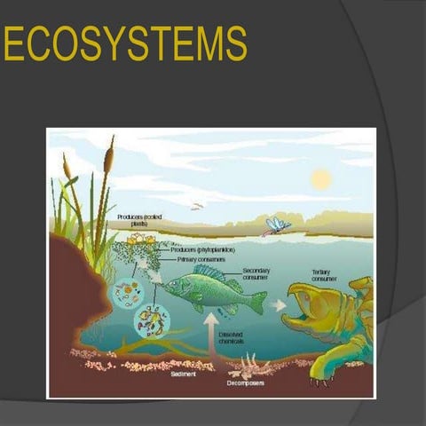 What is ecology