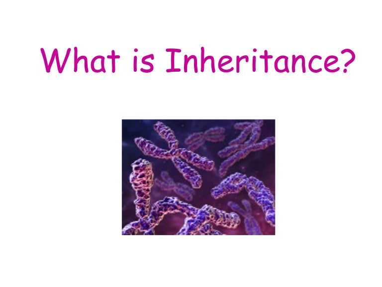 What Is Inheritance