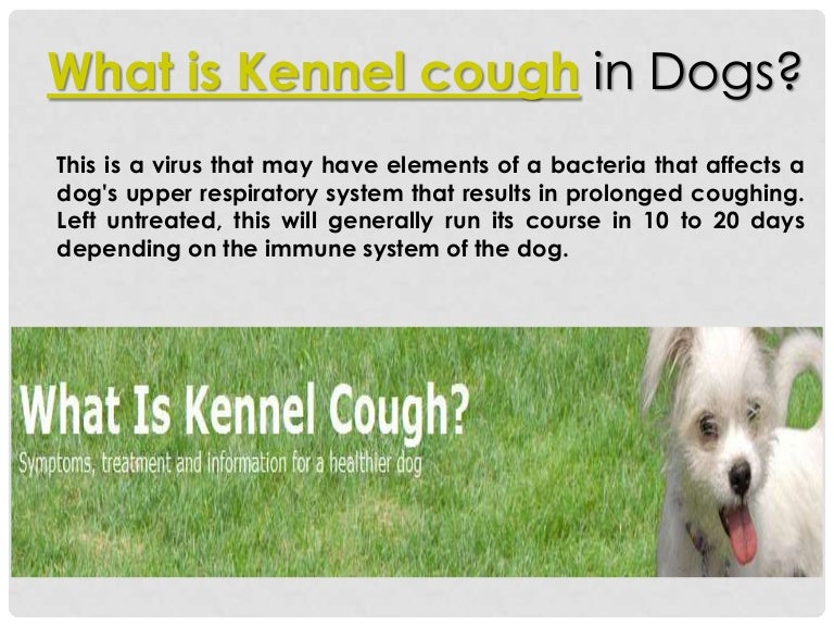 What is kennel cough