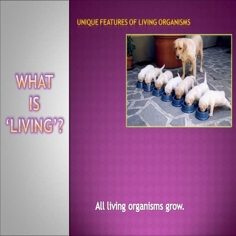 W H A T  I S ‘ L I V I N G’
