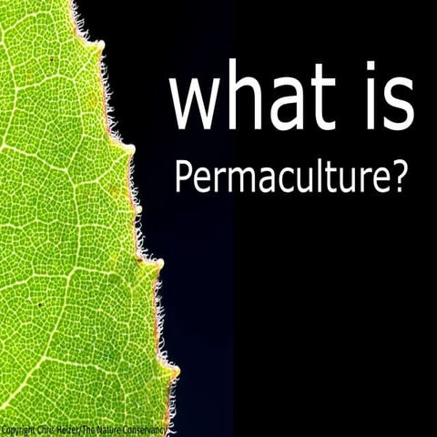 What is permaculture