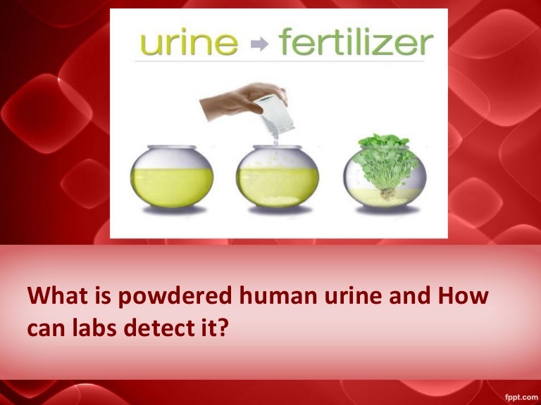 What is powdered human urine and how can labs detect it
