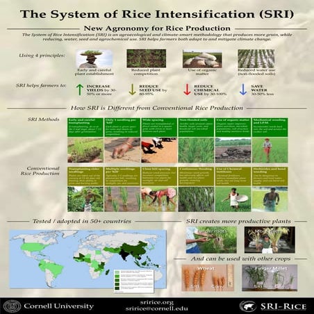 1513 The System of Rice Intensification (SRI)