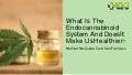 What is the endocannabinoid system and does it make us healthier 