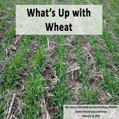 What's up with wheat   eastern ontario crop day - final