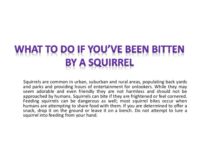What to Do if You’ve Been Bitten by a Squirrel