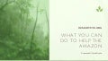 What You Can Do To Help the Amazon