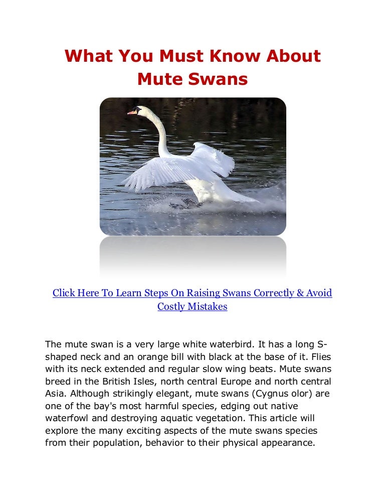 What You Must Know About Mute Swans