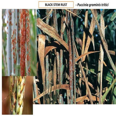 WHEAT.pptx