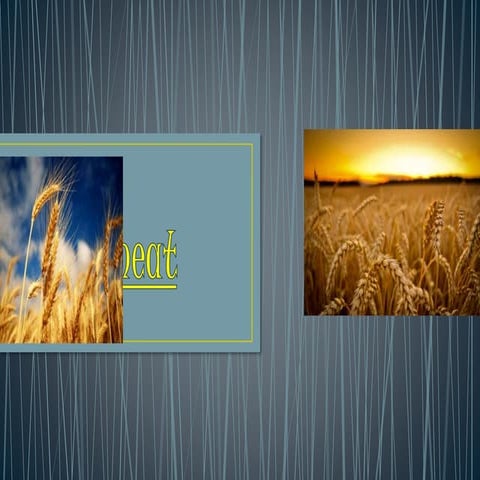 Wheat by Angel and Ted