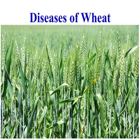 wheat fungus diseases xhvcghcdujxtuc.ppt