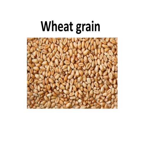 Wheat grain