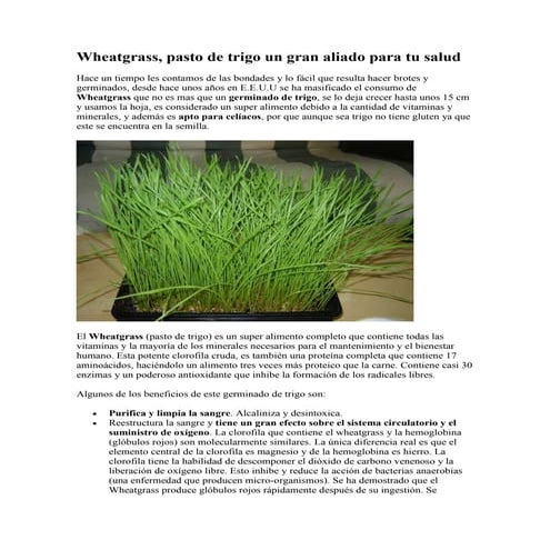 Wheatgrass