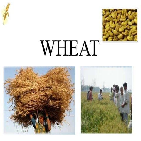 Wheat in india demand and supply