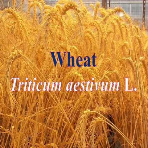 Diseases of wheat and management