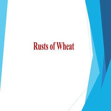 Wheat Rust.pdf by Anil dhayal  SKN jobner