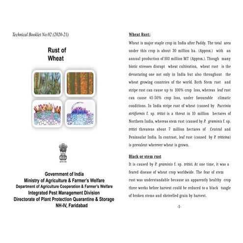 wheat rust Effect of rust on wheat-english.pptx