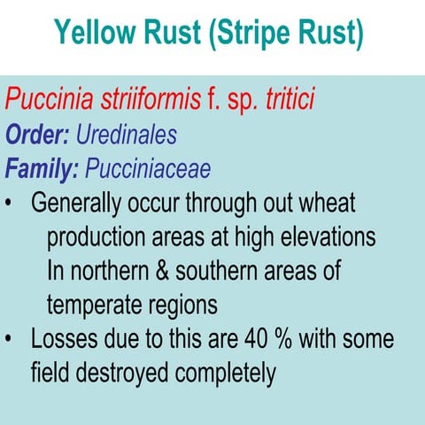 Wheat Rust Latest 
