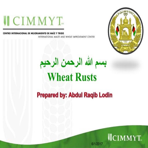 Wheat rusts