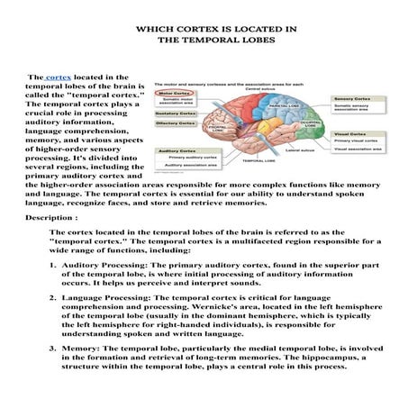 Anatomy & Function of Temporal lobe | PPTX