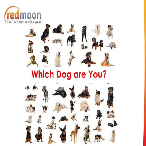 Which Dog Are You?
