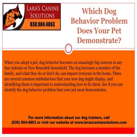 Understanding Labrador Behavior A Guide for Owners | PDF