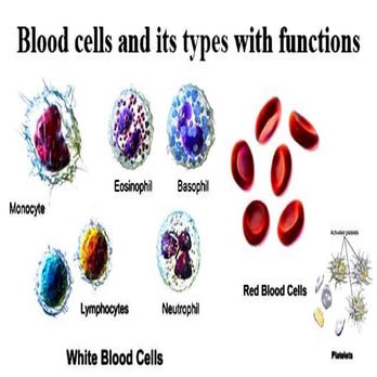 White blood cells.