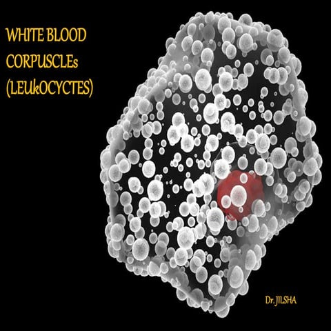White blood cells - morphology, functions and variations