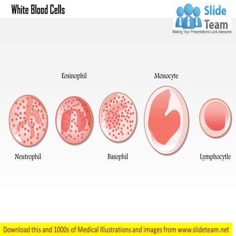 White blood cells  medical images for power point