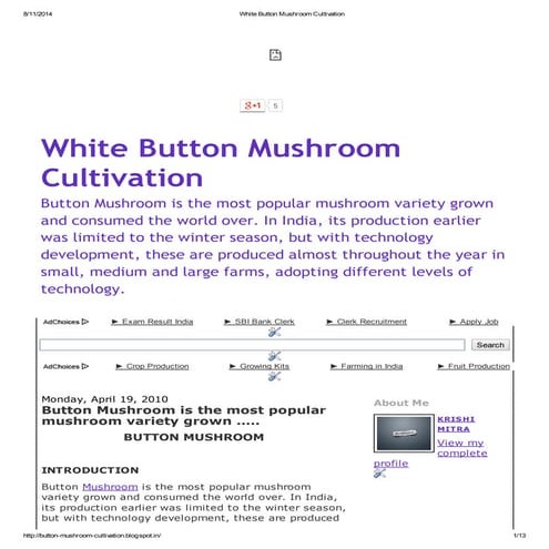 White button mushroom cultivation