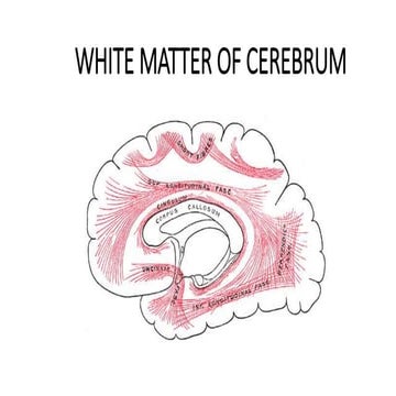 WHITE FIBERS OF CEREBRUM.pptx